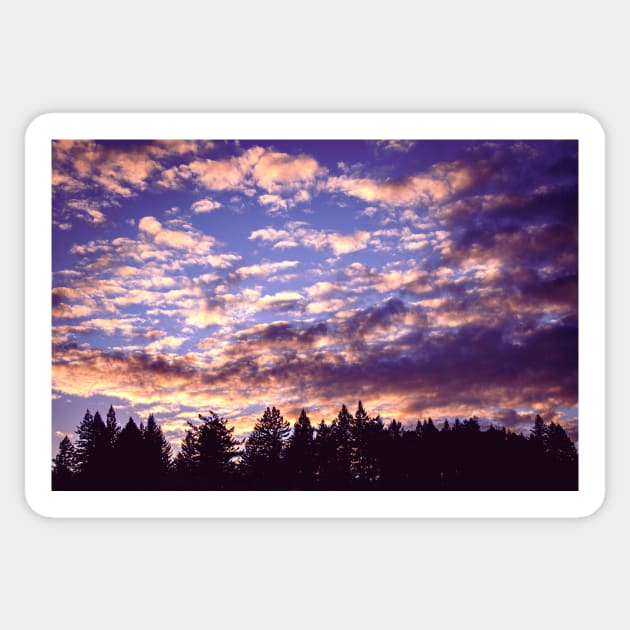 Sunset clouds and redwood trees Sticker by blossomcophoto